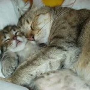 Meet your Posher, Joan